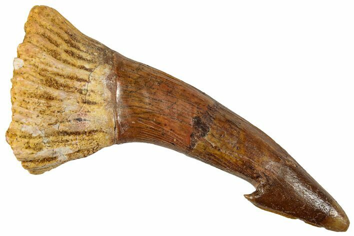 Fossil Sawfish (Onchopristis) Rostral Barb - Morocco #351699